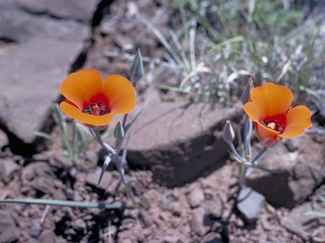 Calochortus kennedyi (Desert mariposa lily) #606