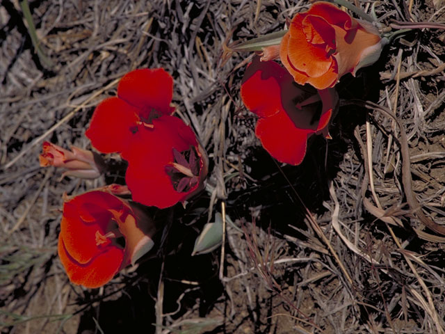 Calochortus kennedyi (Desert mariposa lily) #609