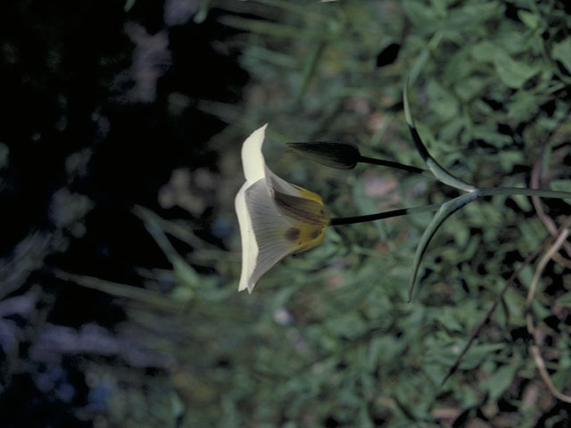 Calochortus leichtlinii (Smoky mariposa) #612