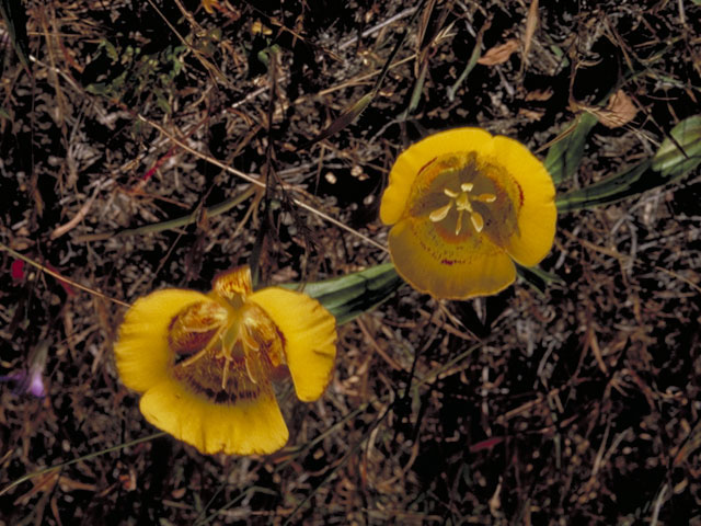Calochortus luteus (Yellow mariposa lily) #614