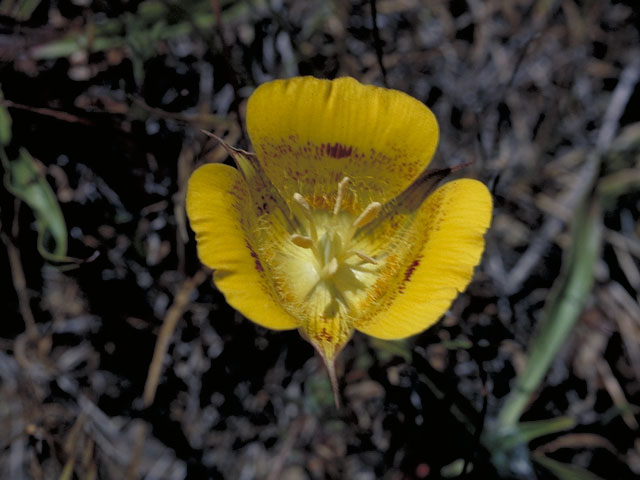 Calochortus luteus (Yellow mariposa lily) #617