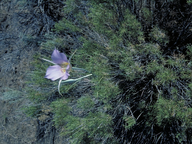 Calochortus macrocarpus (Sagebrush mariposa lily) #620