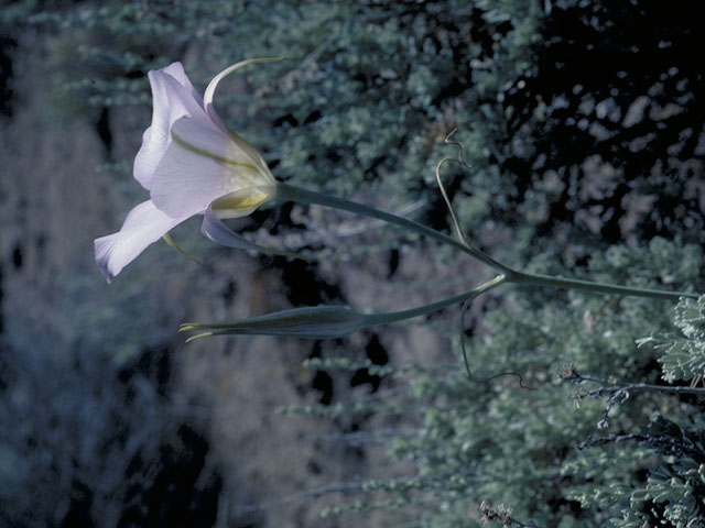 Calochortus macrocarpus (Sagebrush mariposa lily) #623