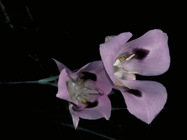 Calochortus macrocarpus (Sagebrush mariposa lily) #624