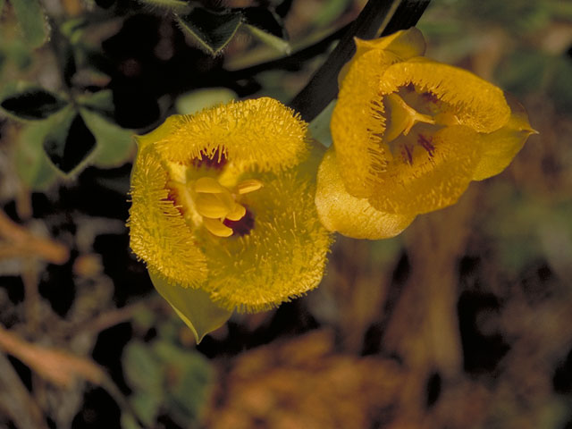 Calochortus monophyllus (Yellow star-tulip) #627