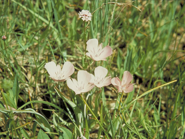 Calochortus nudus (Naked mariposa lily) #631