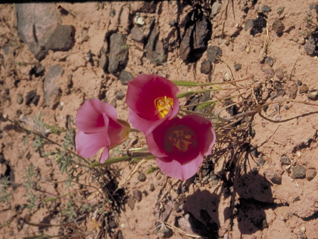 Calochortus nuttallii (Sego lily) #633