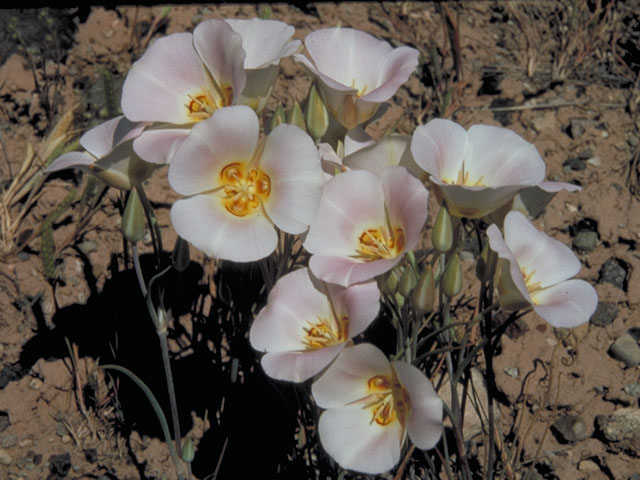 Calochortus nuttallii (Sego lily) #634
