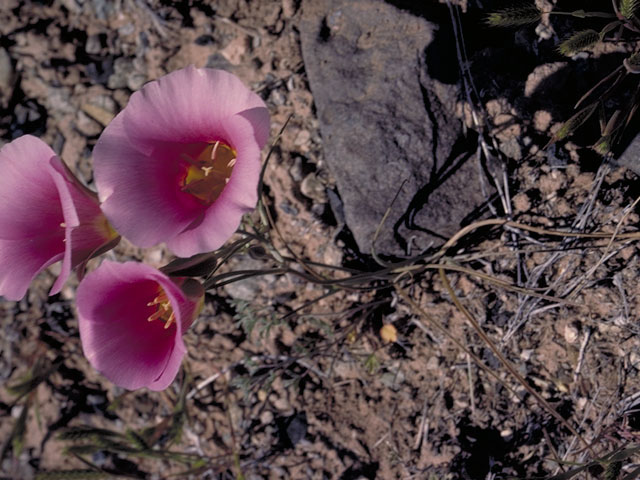 Calochortus nuttallii (Sego lily) #637