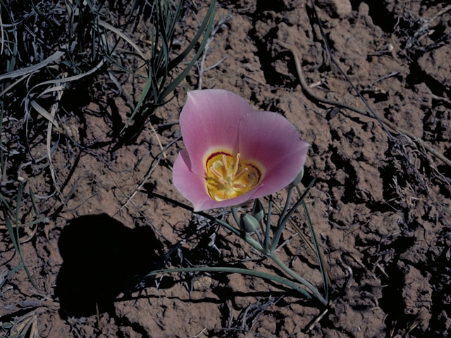 Calochortus nuttallii (Sego lily) #638
