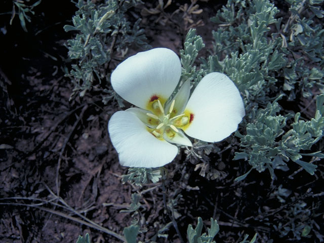 Calochortus nuttallii (Sego lily) #639
