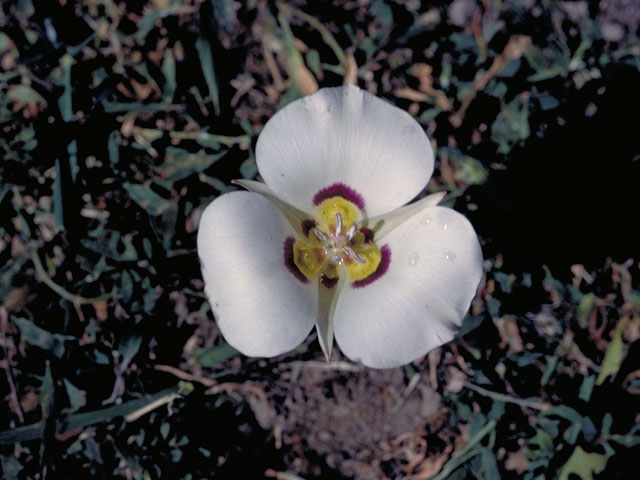 Calochortus nuttallii (Sego lily) #641