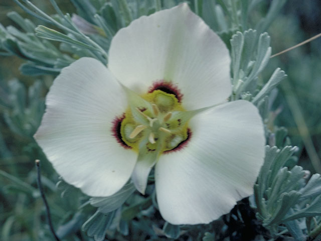 Calochortus nuttallii (Sego lily) #643