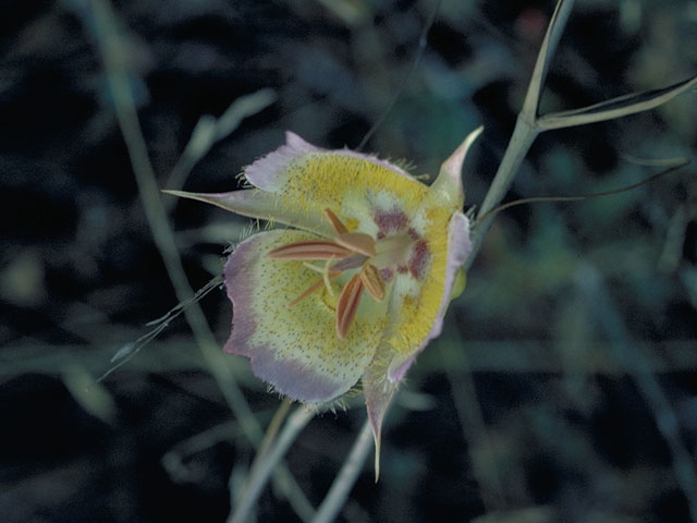 Calochortus plummerae (Plummer's mariposa lily) #655