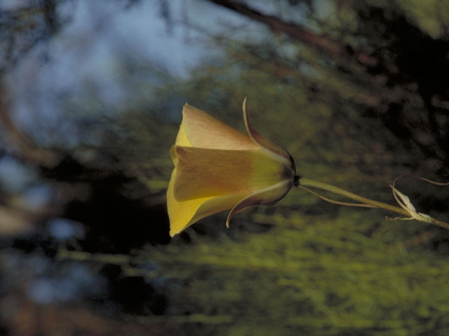 Calochortus plummerae (Plummer's mariposa lily) #656