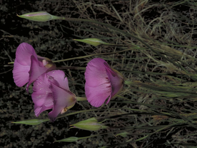 Calochortus striatus (Alkali mariposa lily) #667