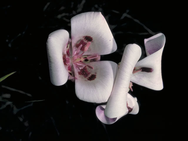 Calochortus umbellatus (Oakland mariposa lily) #671
