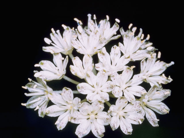 Clintonia umbellulata (White clintonia) #700