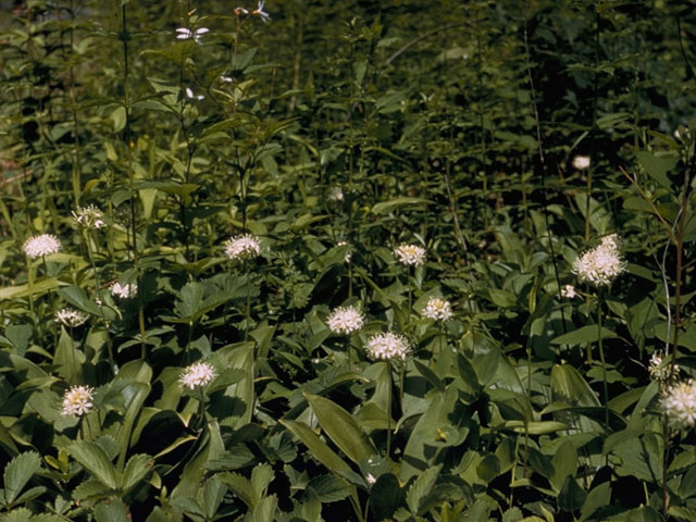 Clintonia umbellulata (White clintonia) #701