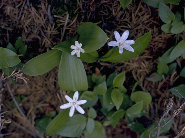 Clintonia uniflora (Bride's bonnet) #703