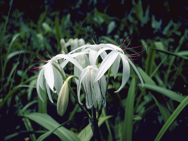 Crinum americanum (American crinum lily) #707