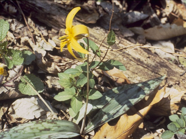 Erythronium americanum (Yellow trout-lily) #727