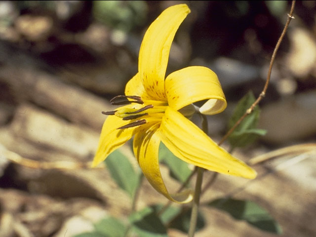 Erythronium americanum (Yellow trout-lily) #728