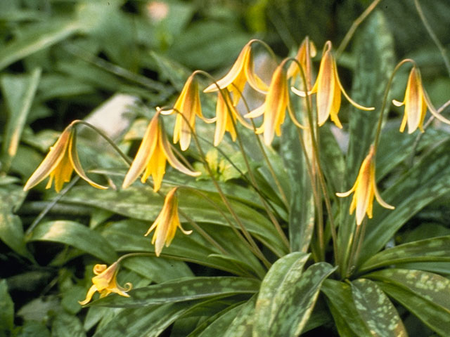 Erythronium americanum (Yellow trout-lily) #729