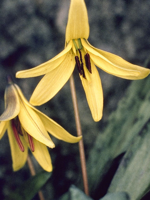 Erythronium americanum (Yellow trout-lily) #730