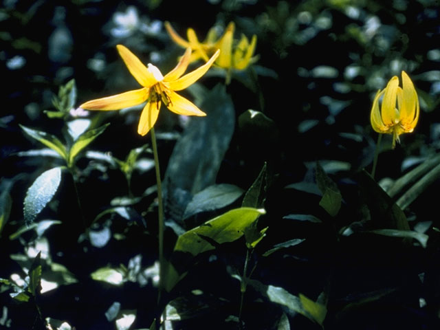 Erythronium americanum (Yellow trout-lily) #732