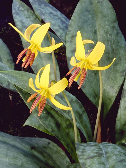Erythronium americanum (Yellow trout-lily) #733