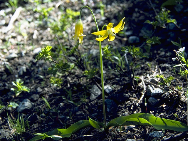 Erythronium grandiflorum (Yellow avalanche-lily) #736