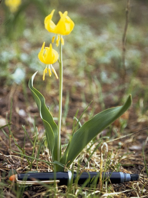 Erythronium grandiflorum (Yellow avalanche-lily) #737