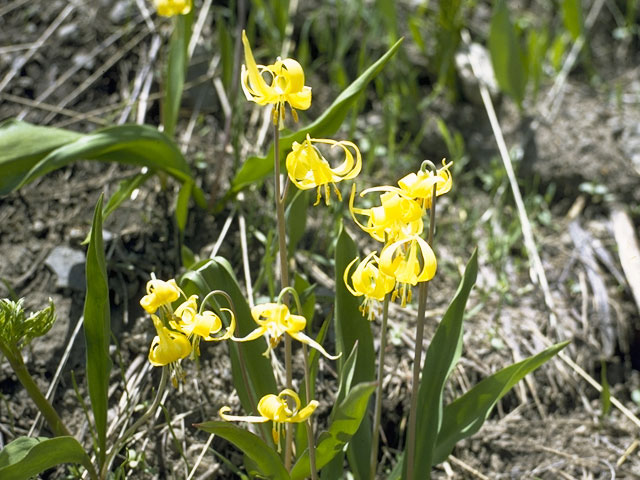Erythronium grandiflorum (Yellow avalanche-lily) #738