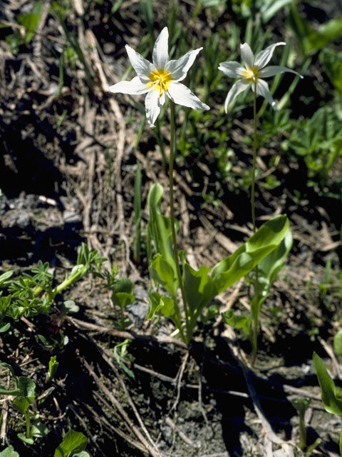 Erythronium montanum (White avalanche-lily) #740
