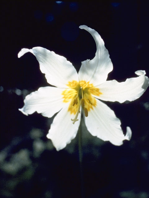 Erythronium montanum (White avalanche-lily) #742