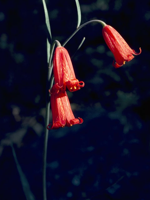 Fritillaria recurva (Scarlet fritillary) #768