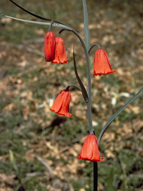 Fritillaria recurva (Scarlet fritillary) #769