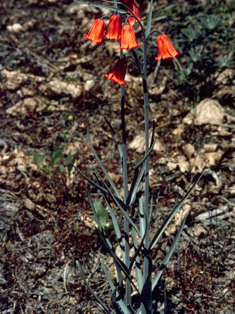 Fritillaria recurva (Scarlet fritillary) #770