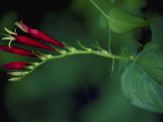 Spigelia marilandica (Woodland pinkroot) #775