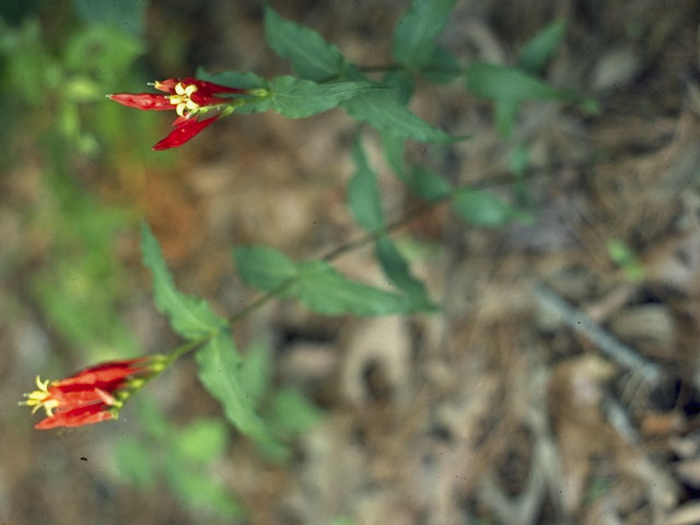 Spigelia marilandica (Woodland pinkroot) #776