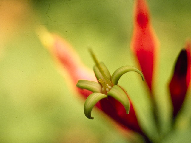 Spigelia marilandica (Woodland pinkroot) #778