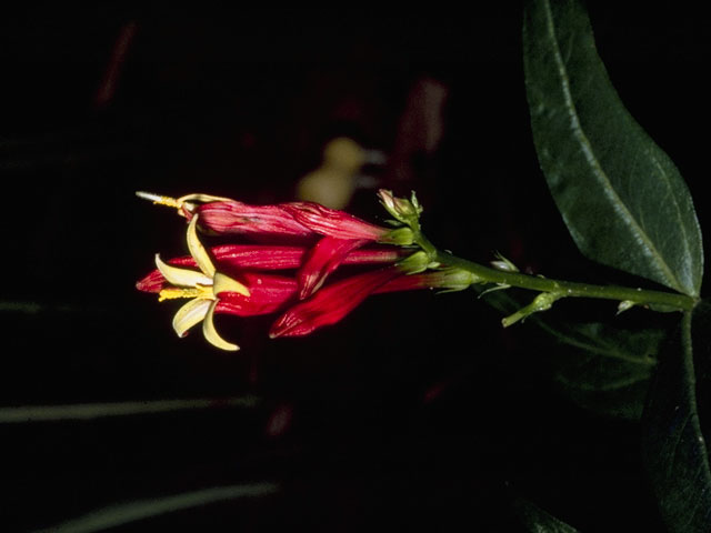 Spigelia marilandica (Woodland pinkroot) #780