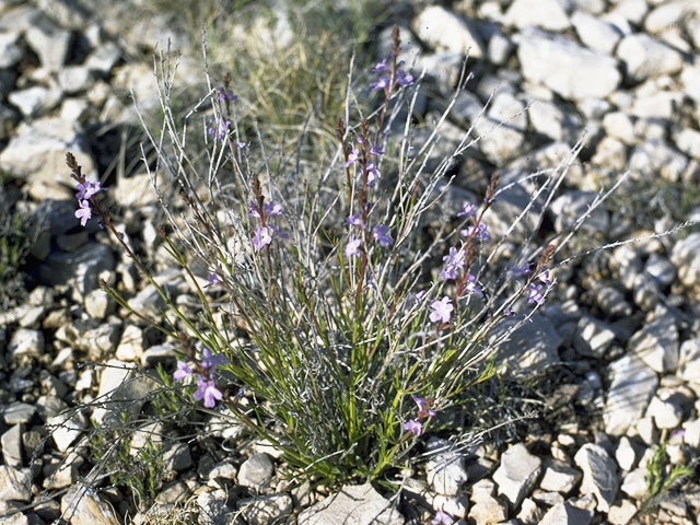 Lythrum californicum (California loosestrife) #794