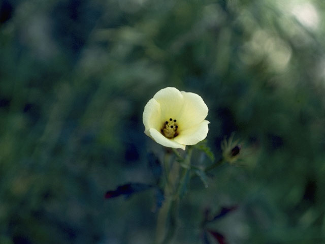 Hibiscus biseptus (Arizona rosemallow) #804