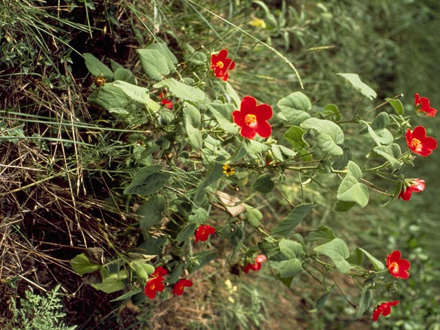 Hibiscus martianus (Heartleaf rosemallow) #806