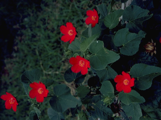 Hibiscus martianus (Heartleaf rosemallow) #807