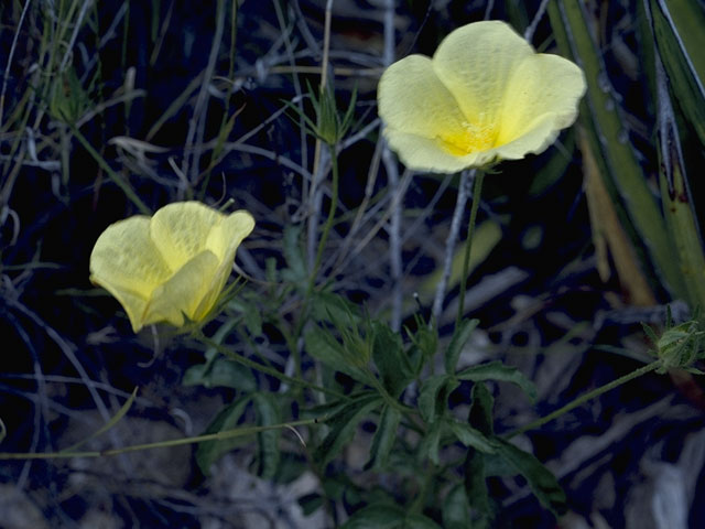 Hibiscus coulteri (Desert rosemallow) #811