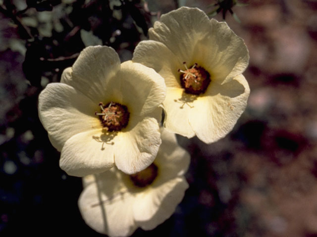 Hibiscus coulteri (Desert rosemallow) #812