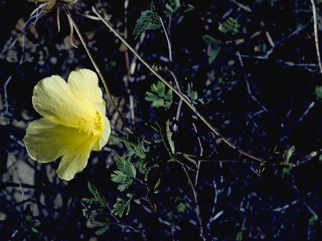 Hibiscus coulteri (Desert rosemallow) #813